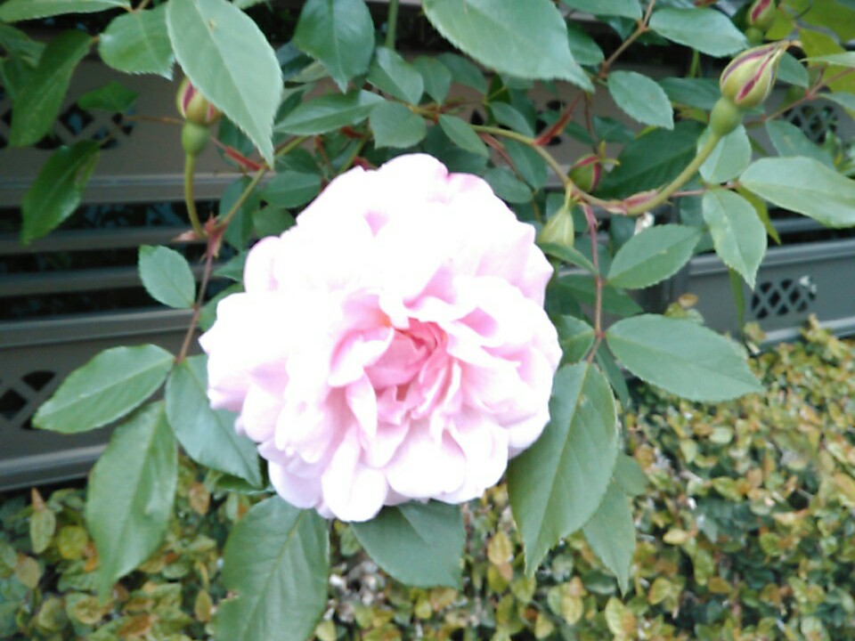 f:id:Oyamada23:20210409175643j:plain