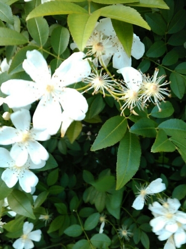 f:id:Oyamada23:20210430195811j:plain