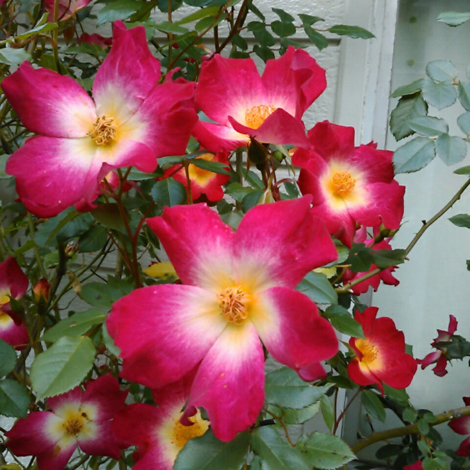 f:id:Oyamada23:20210505194813j:plain
