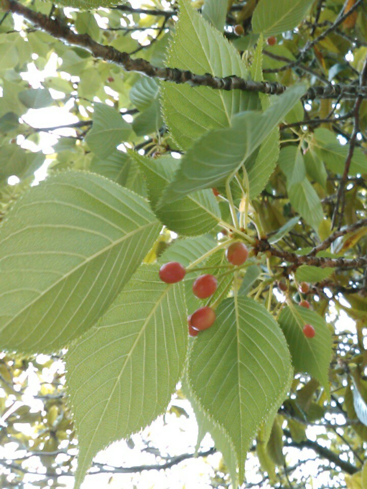 f:id:Oyamada23:20210512184106j:plain
