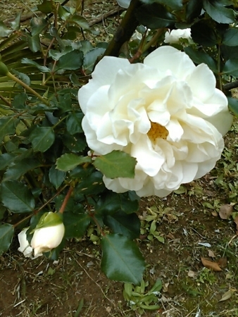 f:id:Oyamada23:20210512212646j:plain