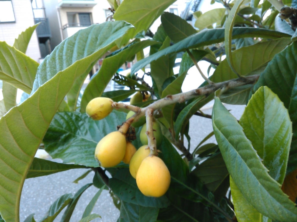 f:id:Oyamada23:20210515181500j:plain