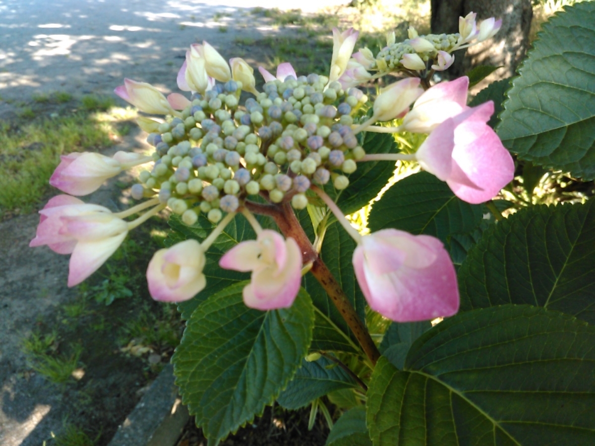 f:id:Oyamada23:20210523191726j:plain