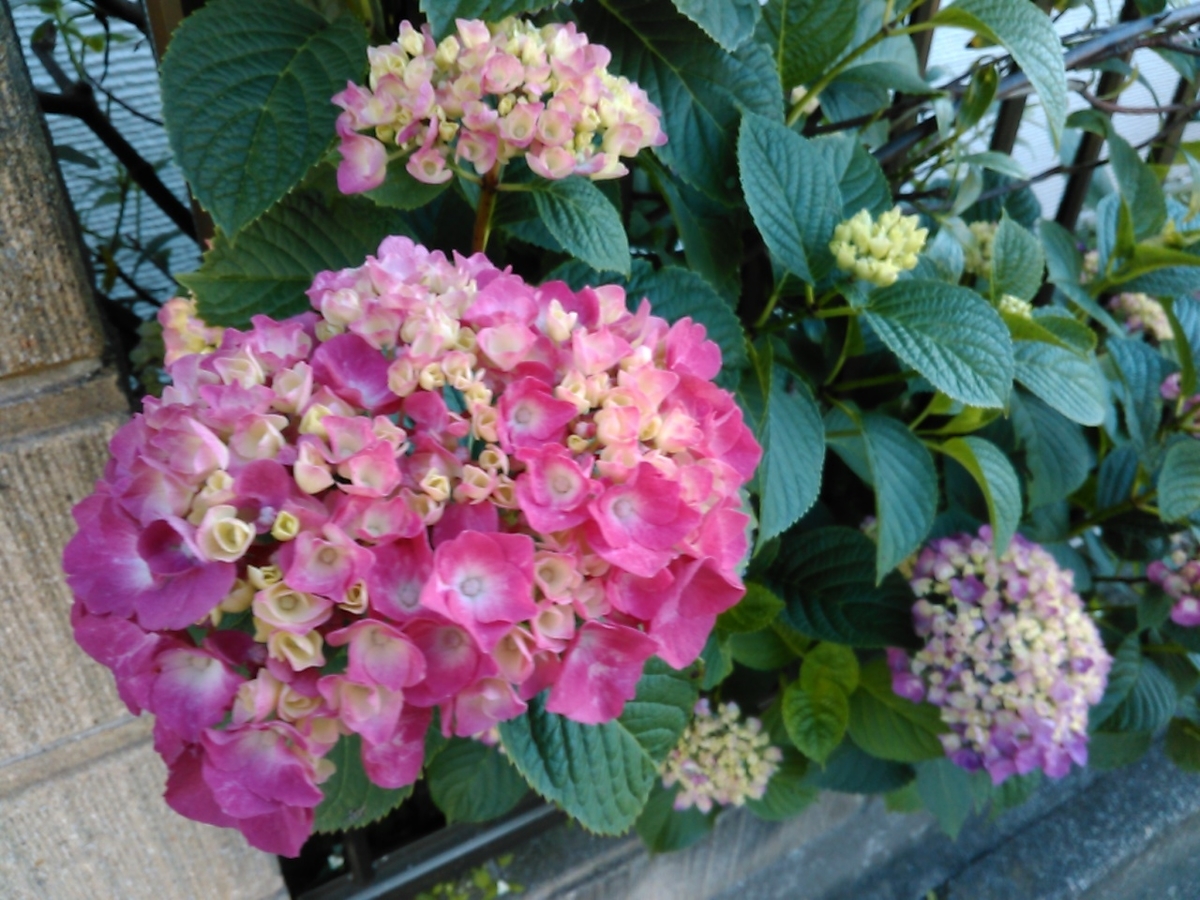 f:id:Oyamada23:20210523191746j:plain