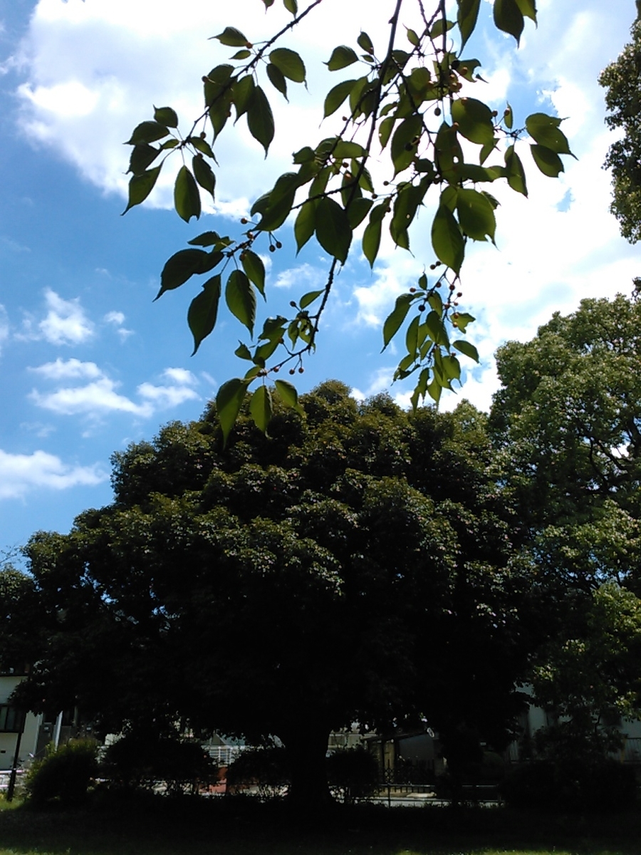 f:id:Oyamada23:20210525144726j:plain