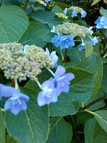 f:id:Oyamada23:20210525145752j:plain