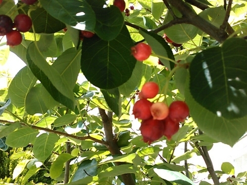 f:id:Oyamada23:20210525151836j:plain