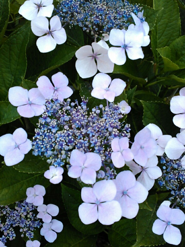 f:id:Oyamada23:20210611193520j:plain