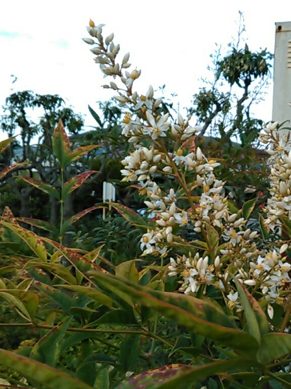 f:id:Oyamada23:20210611193531j:plain