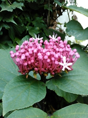 f:id:Oyamada23:20210618235526j:plain