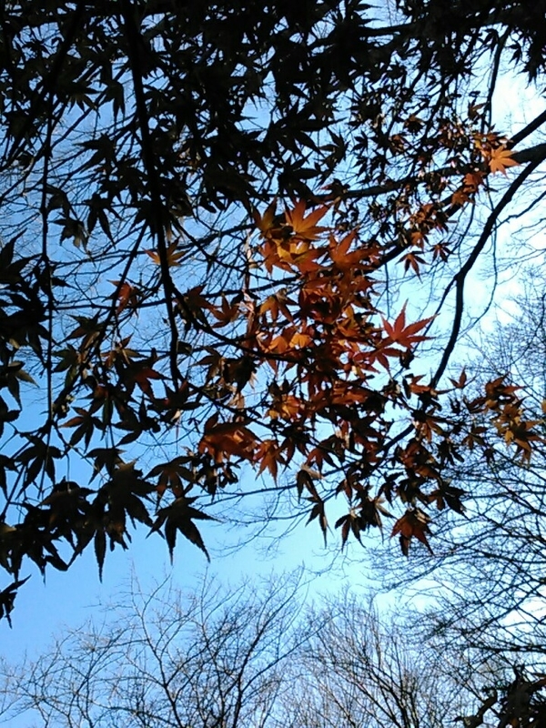 f:id:Oyamada23:20211203181953j:plain