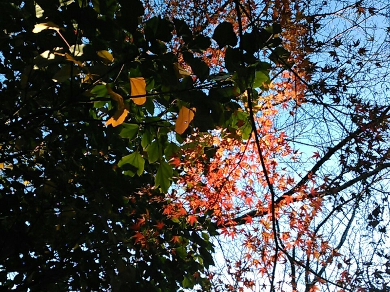 f:id:Oyamada23:20211203181958j:plain