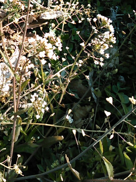 f:id:Oyamada23:20220202170317j:plain