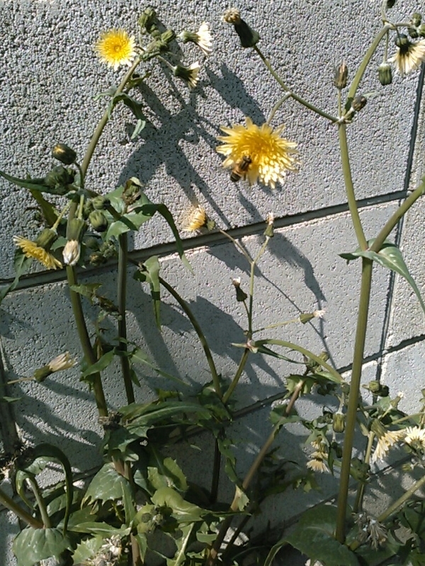 f:id:Oyamada23:20220312173626j:plain