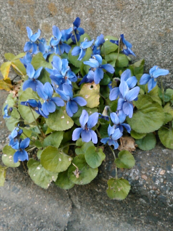 f:id:Oyamada23:20220314185357j:plain