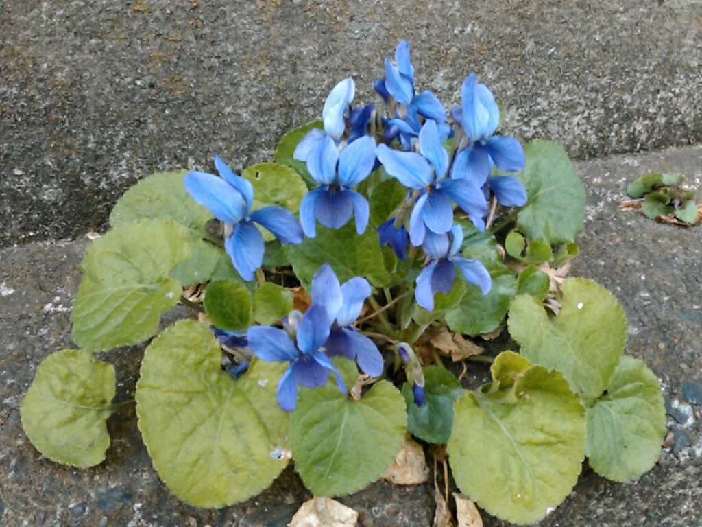 f:id:Oyamada23:20220314185412j:plain