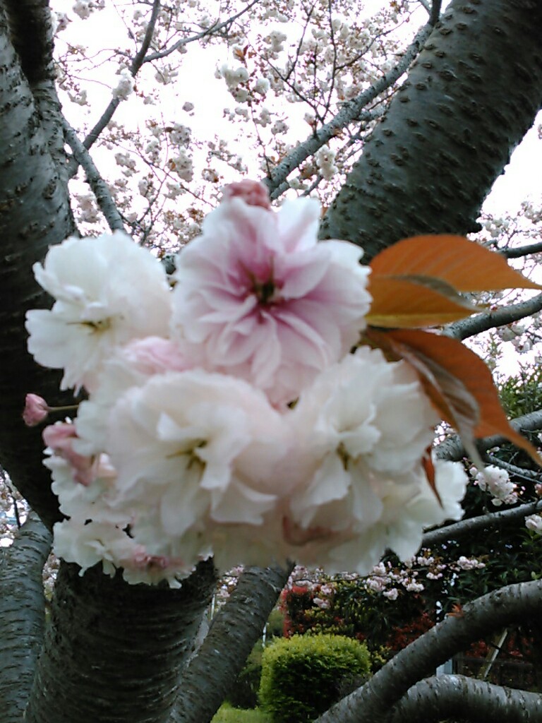 f:id:Oyamada23:20220417180211j:plain
