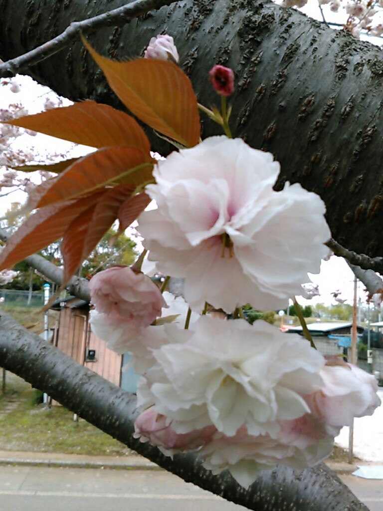 f:id:Oyamada23:20220417180220j:plain