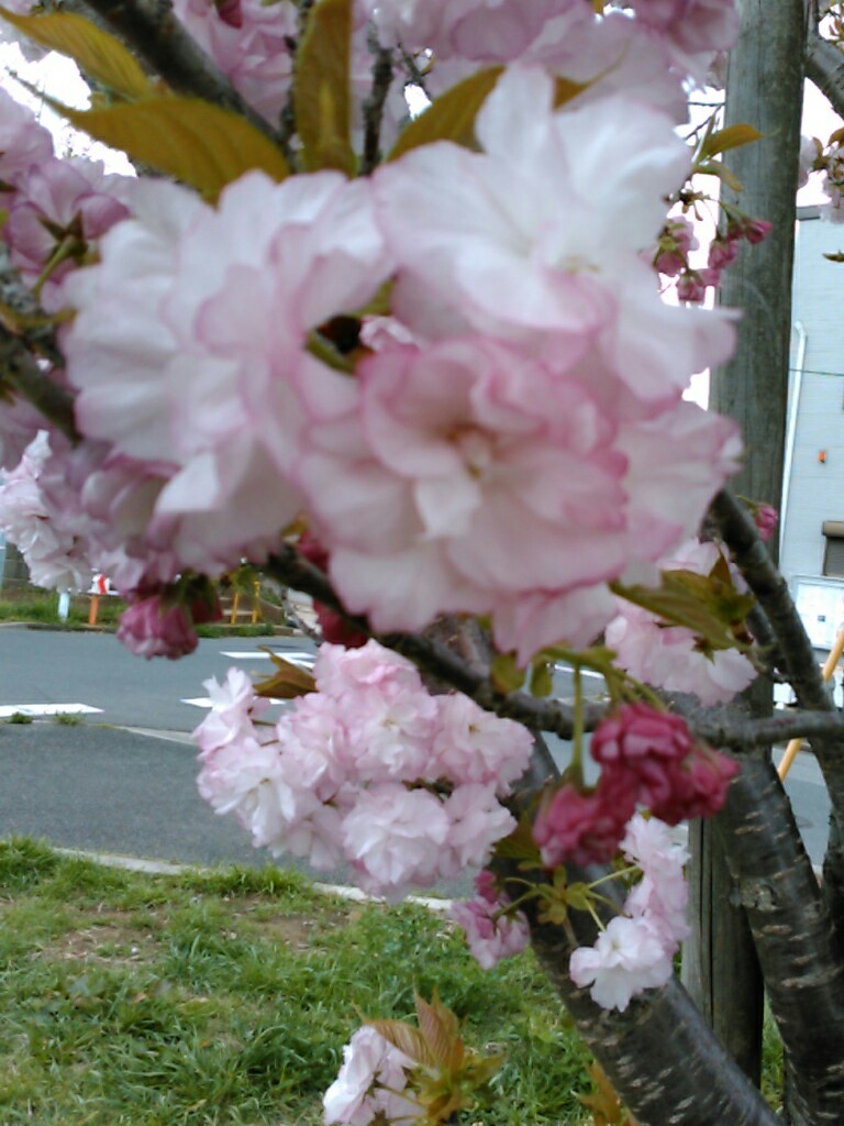f:id:Oyamada23:20220417180227j:plain