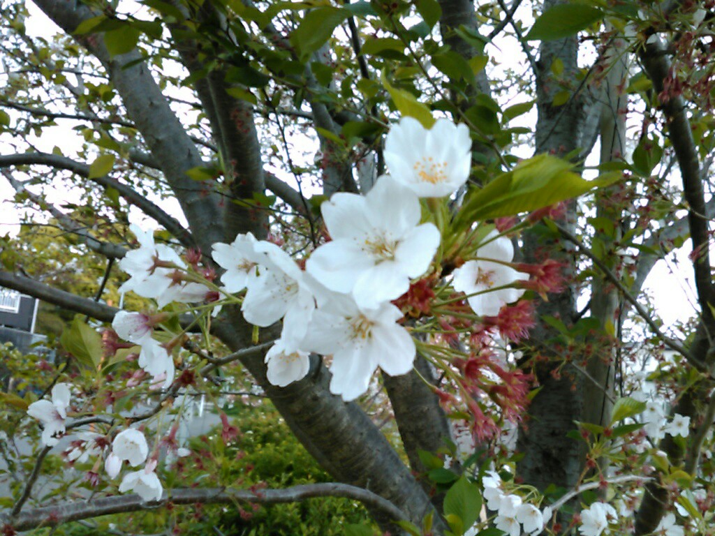 f:id:Oyamada23:20220417180245j:plain