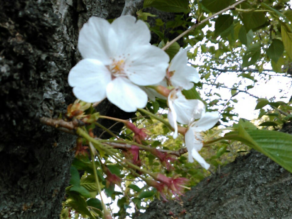 f:id:Oyamada23:20220417180254j:plain