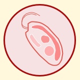 f:id:OyogenaiTaiyak1:20210724204620j:plain