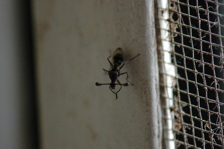f:id:Oyoo:20070203185242j:image f:id:Oyoo:20070203185242j:image