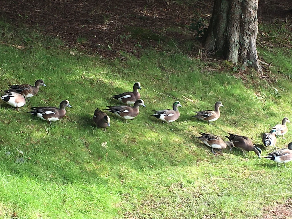 f:id:PALLAGEEM:20180320022959j:image