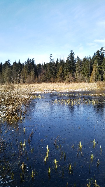 f:id:PALLAGEEM:20180320162838j:plain