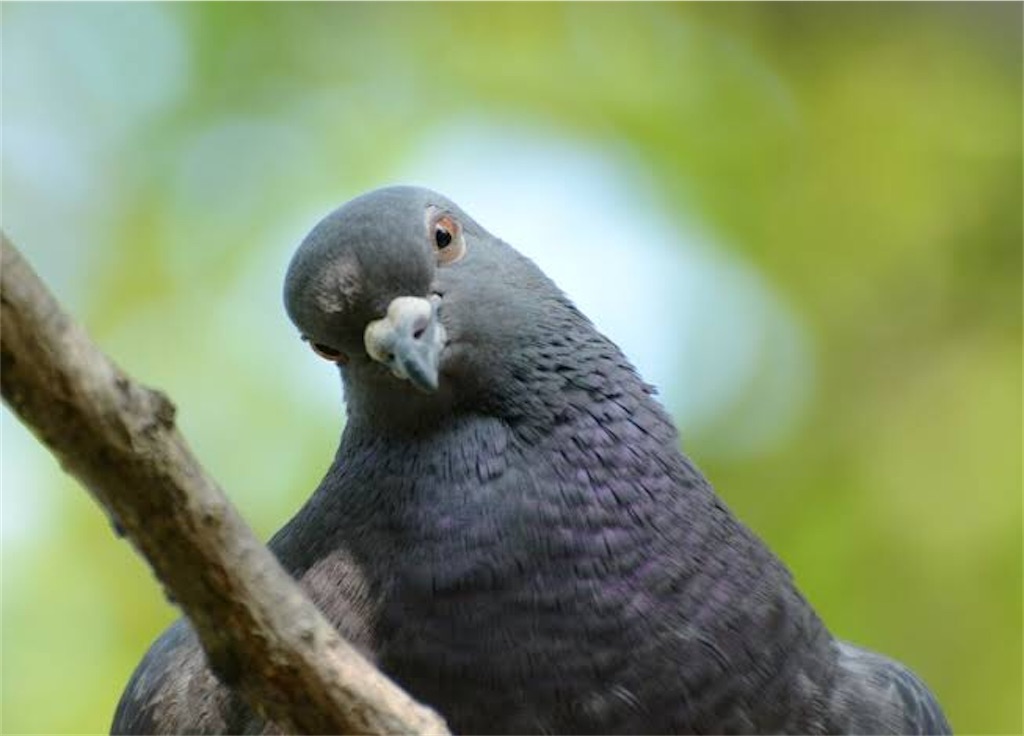 f:id:PALLAGEEM:20201114132542j:plain