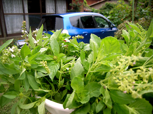 f:id:PANALI:20080930005315j:image