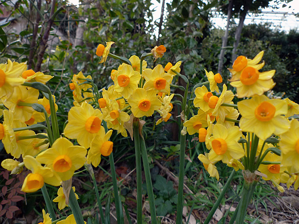 f:id:PANALI:20100205002130j:image