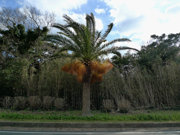 f:id:PANALI:20100205002132j:image