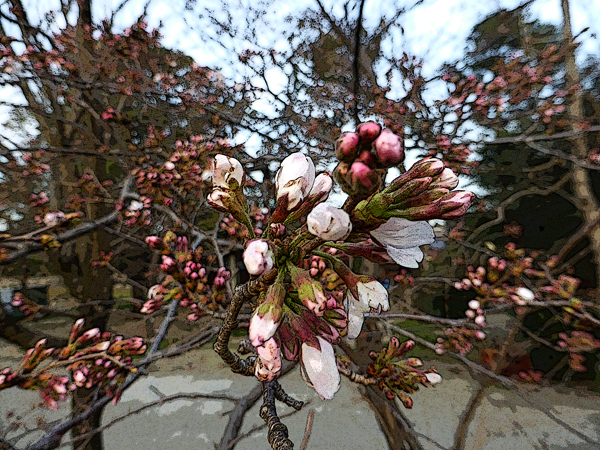 f:id:PANALI:20160322221815j:image