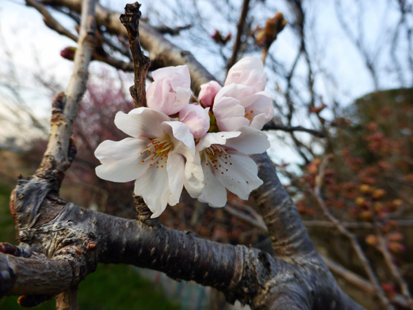 f:id:PANALI:20160322221816j:image