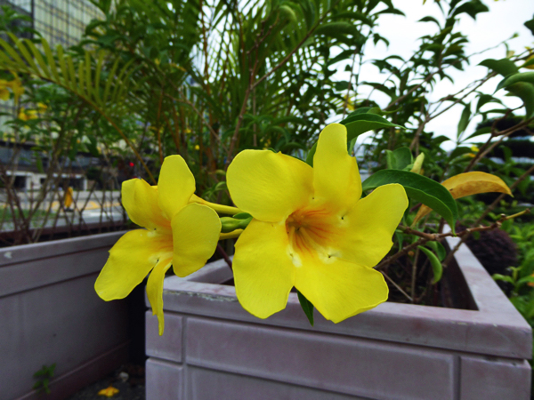 f:id:PANALI:20161012102121j:image