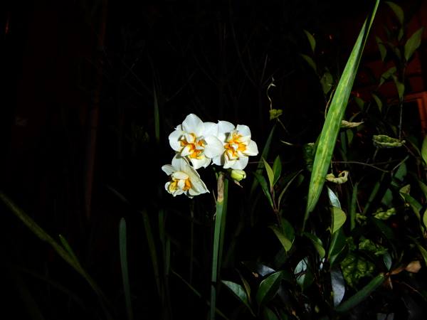 f:id:PANALI:20181231002816j:image