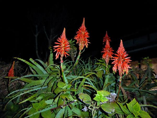 f:id:PANALI:20181231002820j:image