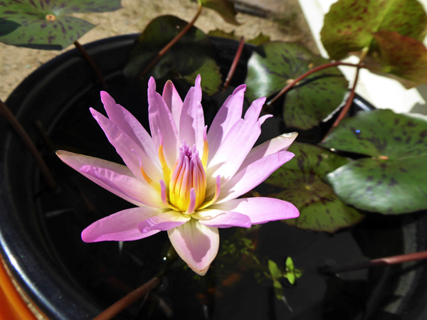 f:id:PANALI:20191028232643j:plain