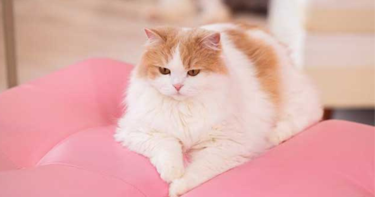 猫化現象wiki!意味・由来は?猫化現象の元ネタとは? - 発見ブログ