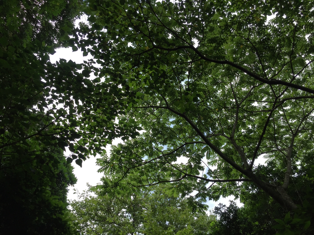 f:id:PARM:20160716205741j:plain f:id:PARM:20160716205741j:plain