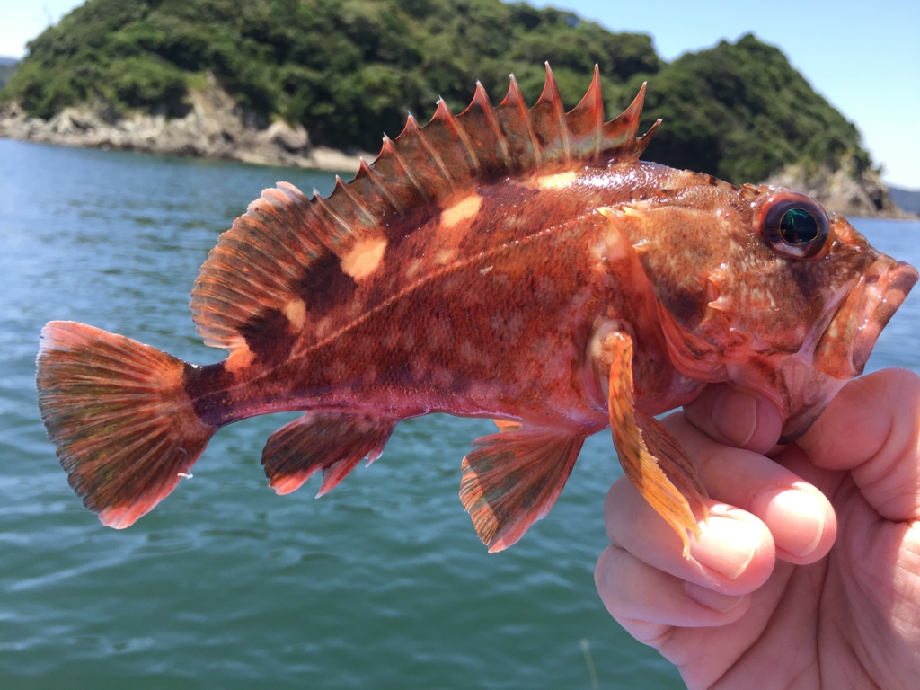 f:id:PARM:20160719223232j:plain f:id:PARM:20160719223232j:plain