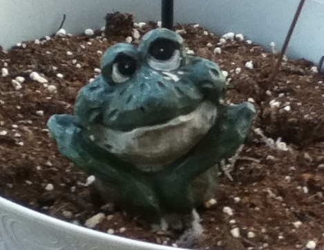 Frog soil decoration