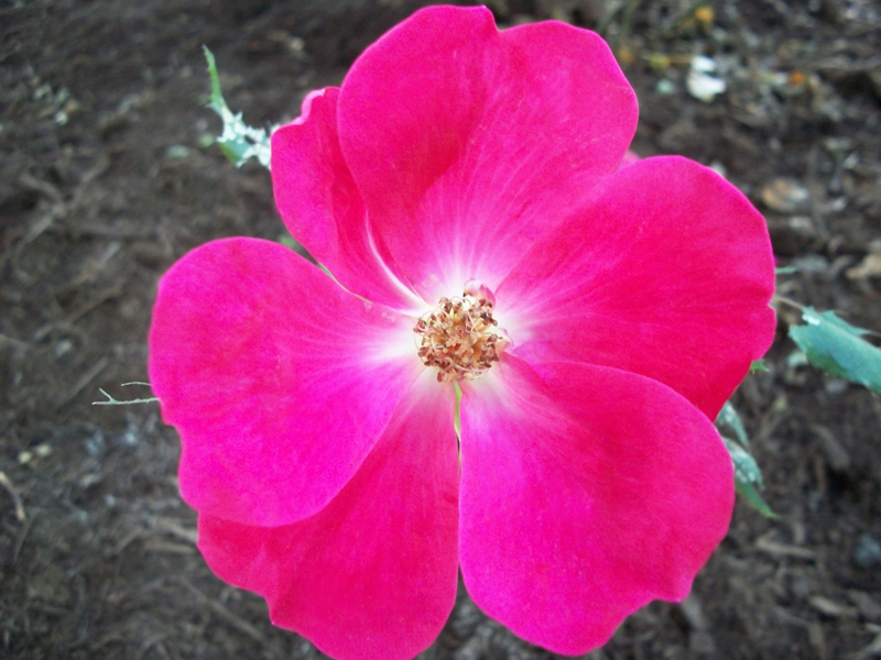 Magenta flower