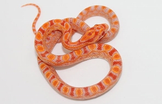 f:id:PE110:20190318020248j:plain f:id:PE110:20190318020248j:plain