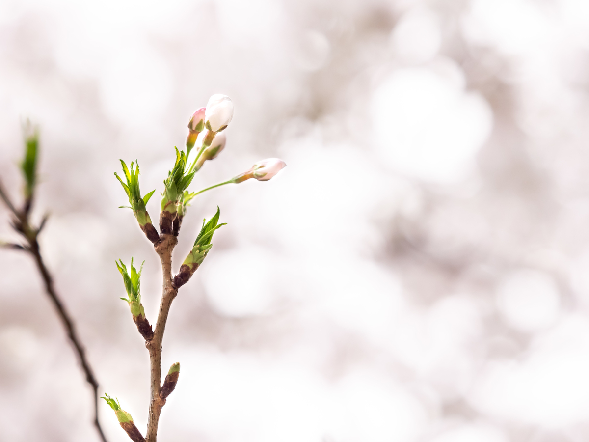 2019年、桜を撮る。（オリンパスOM-D E-M1 40-150 f2.8編） - にわか