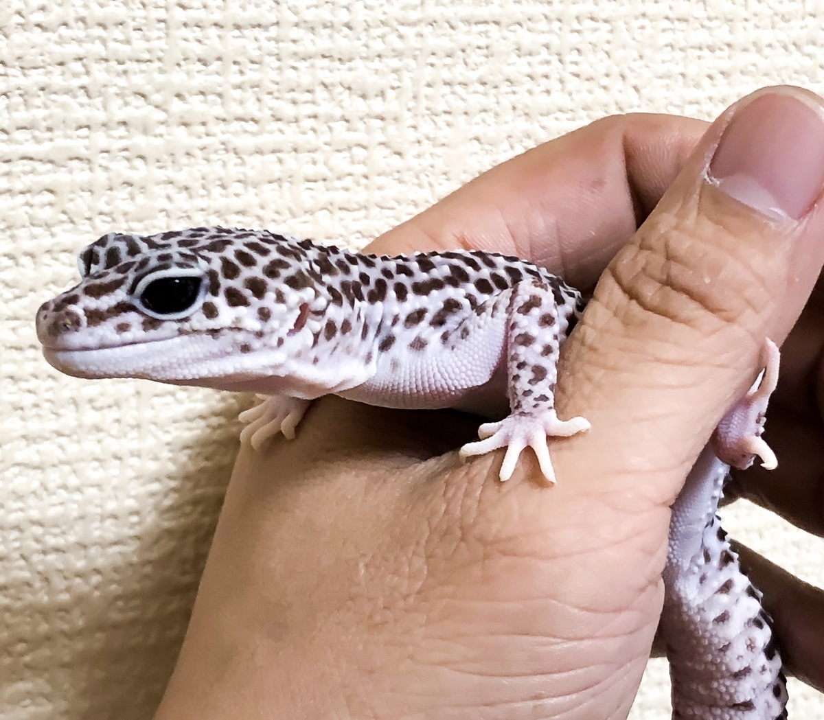 トカゲ | ブンタが投稿したフォトブック | Lemon8, image size:1200x1049