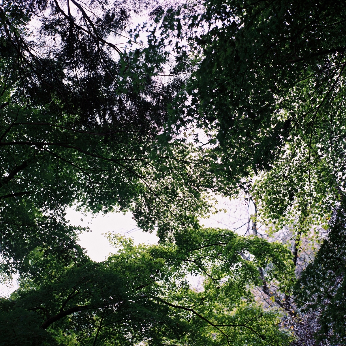 f:id:PE110:20191123182715j:plain