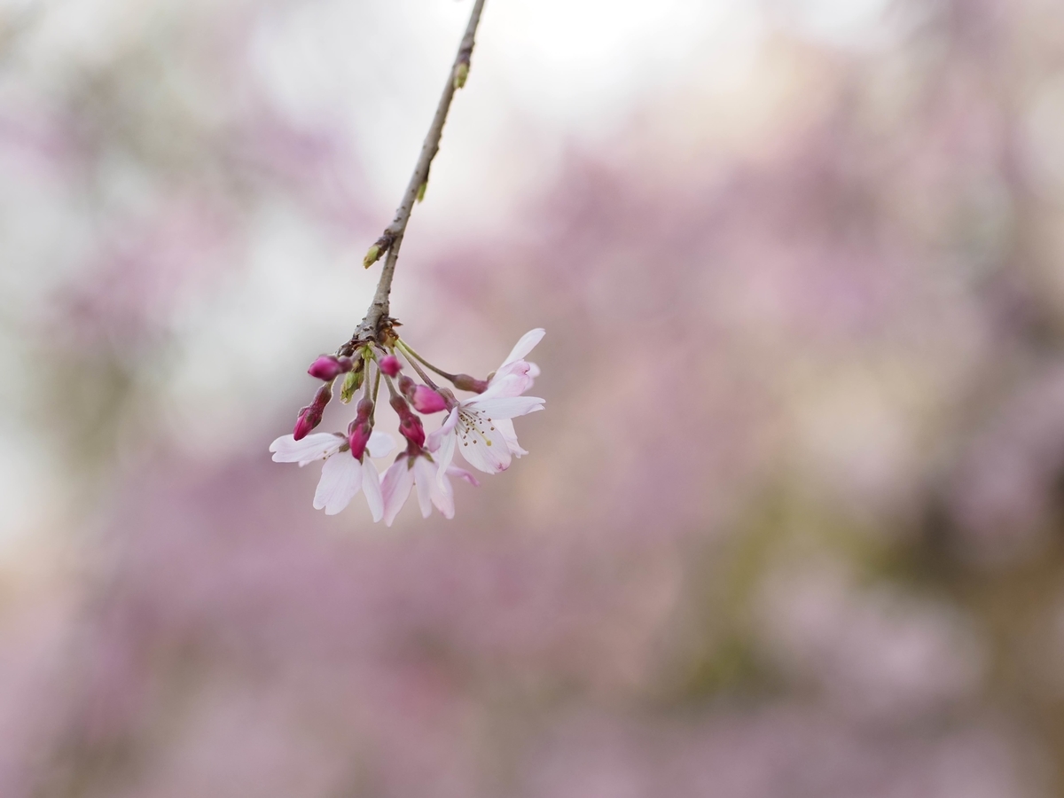 f:id:PE110:20200322203648j:plain f:id:PE110:20200322203648j:plain