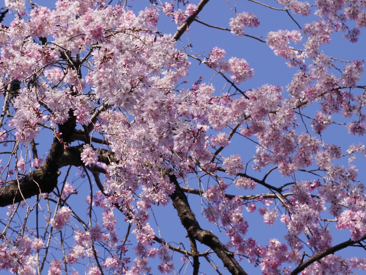 f:id:PE110:20200322203705j:plain f:id:PE110:20200322203705j:plain